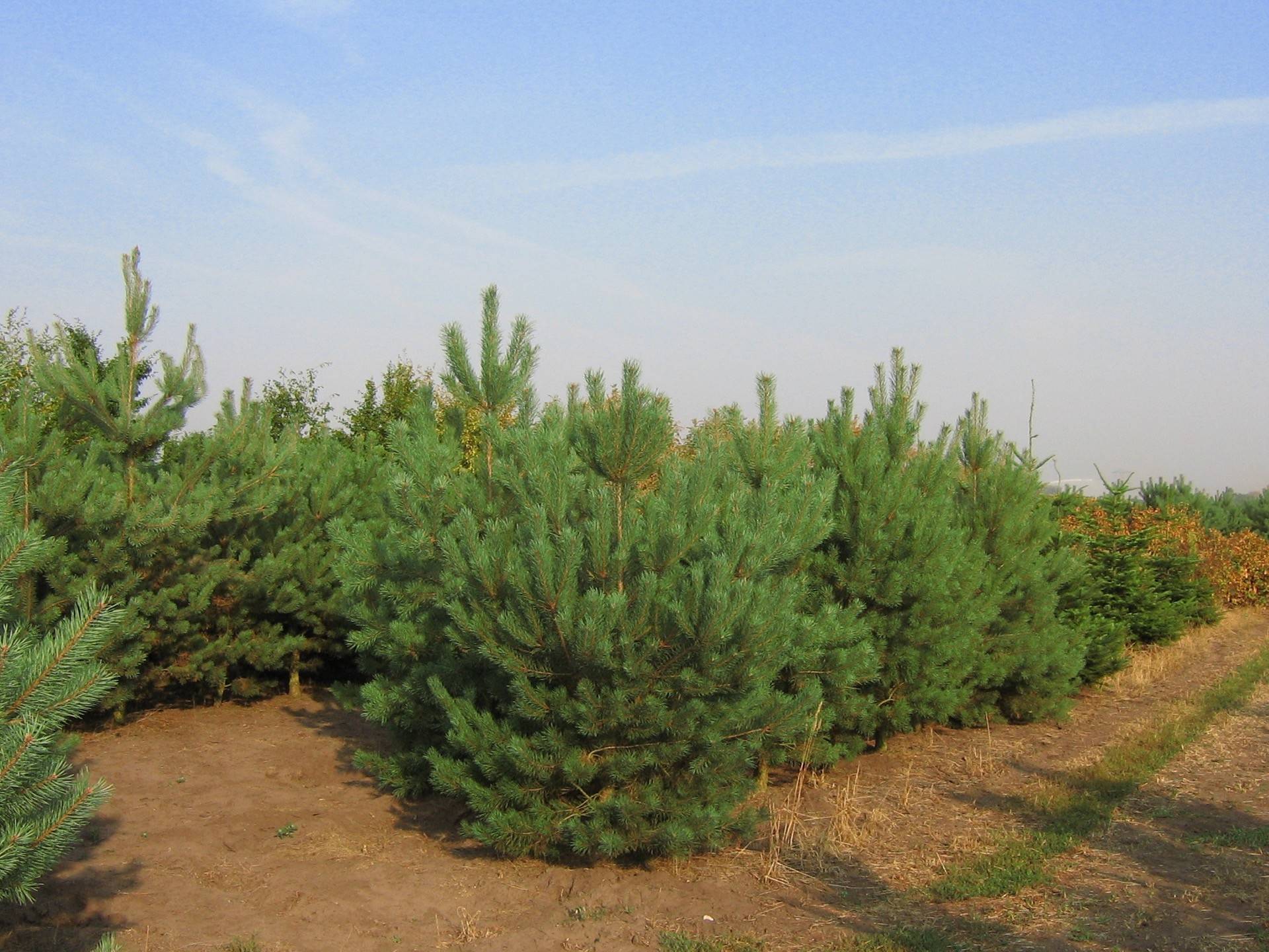Pinus sylvestris_20